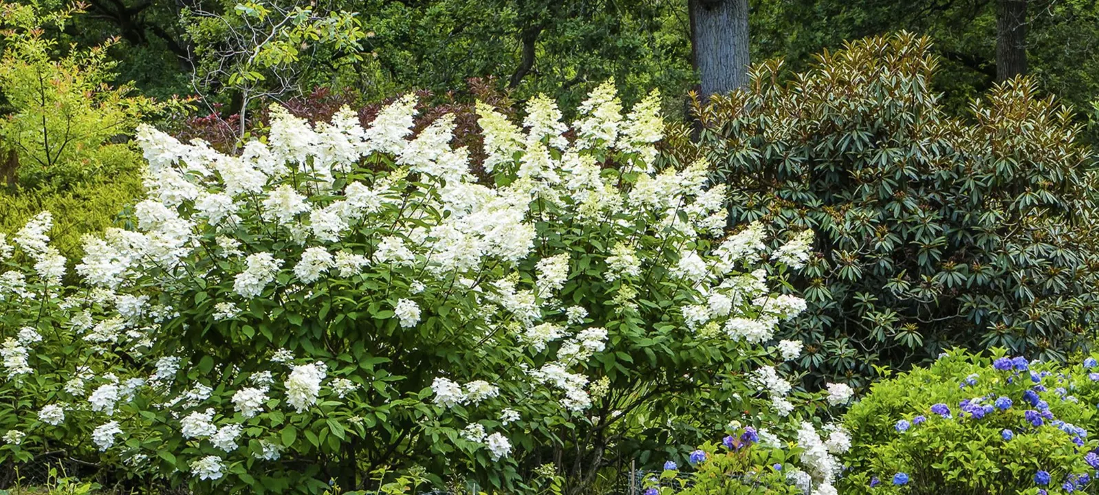 Hydrangeas and Rhododendrons in a border