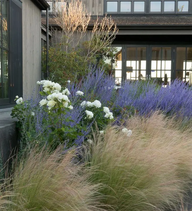 Iceberg roses amidst grasses