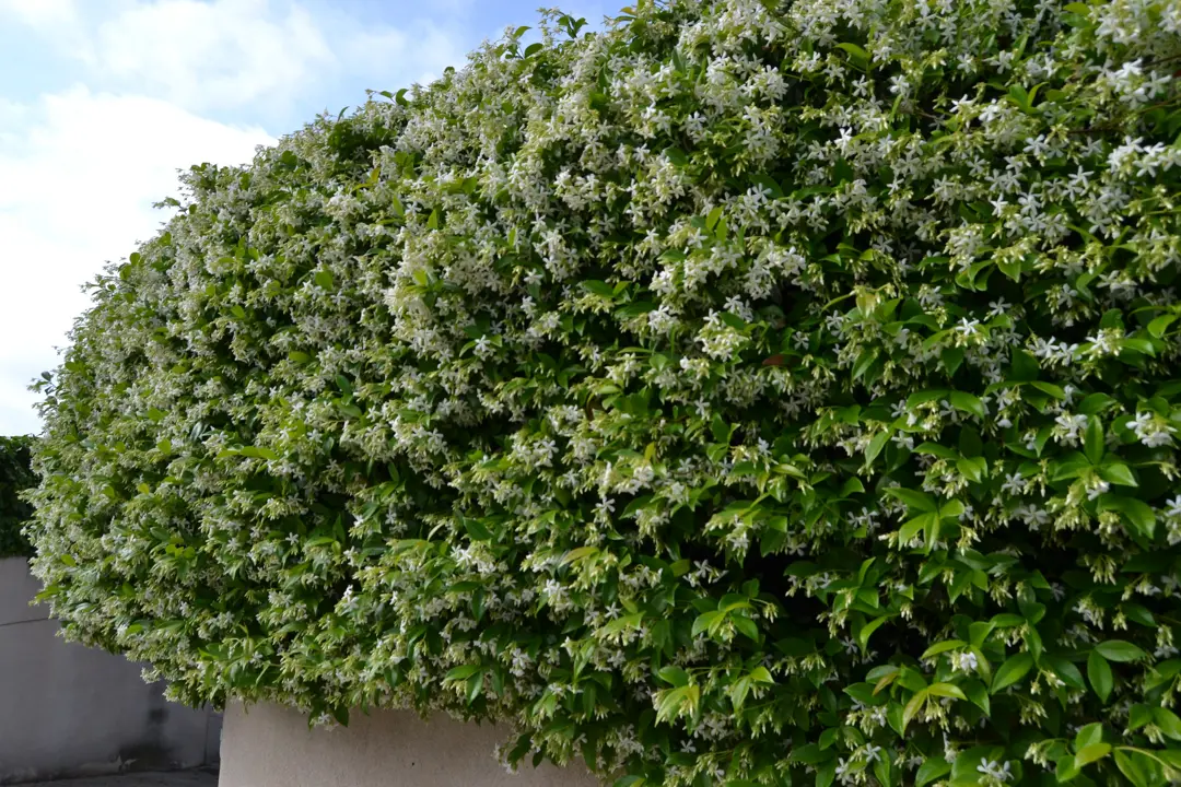 Jasmine bordering an entrance and spilling over a wall