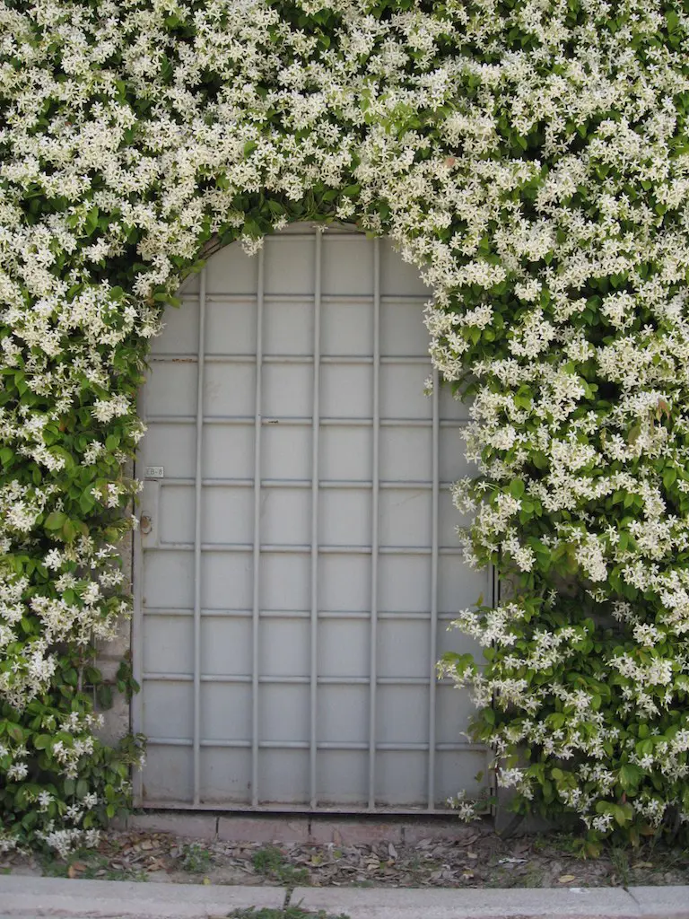 Jasmine growing around an entrance