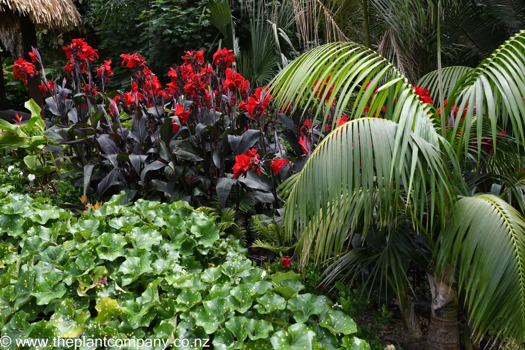 Ligularia, Cannas, And A Kentia Palm