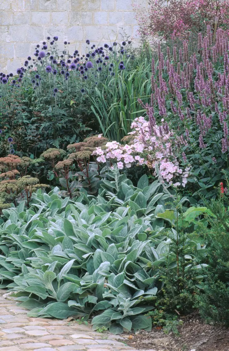 Lambs ear in a cottage garden