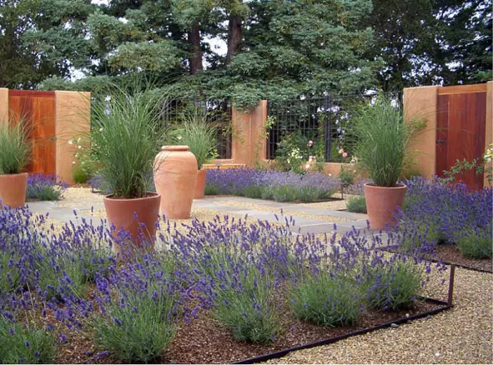 Lavender and Miscanthus