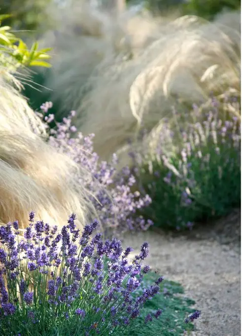 Lavender and Stipa bordering a path