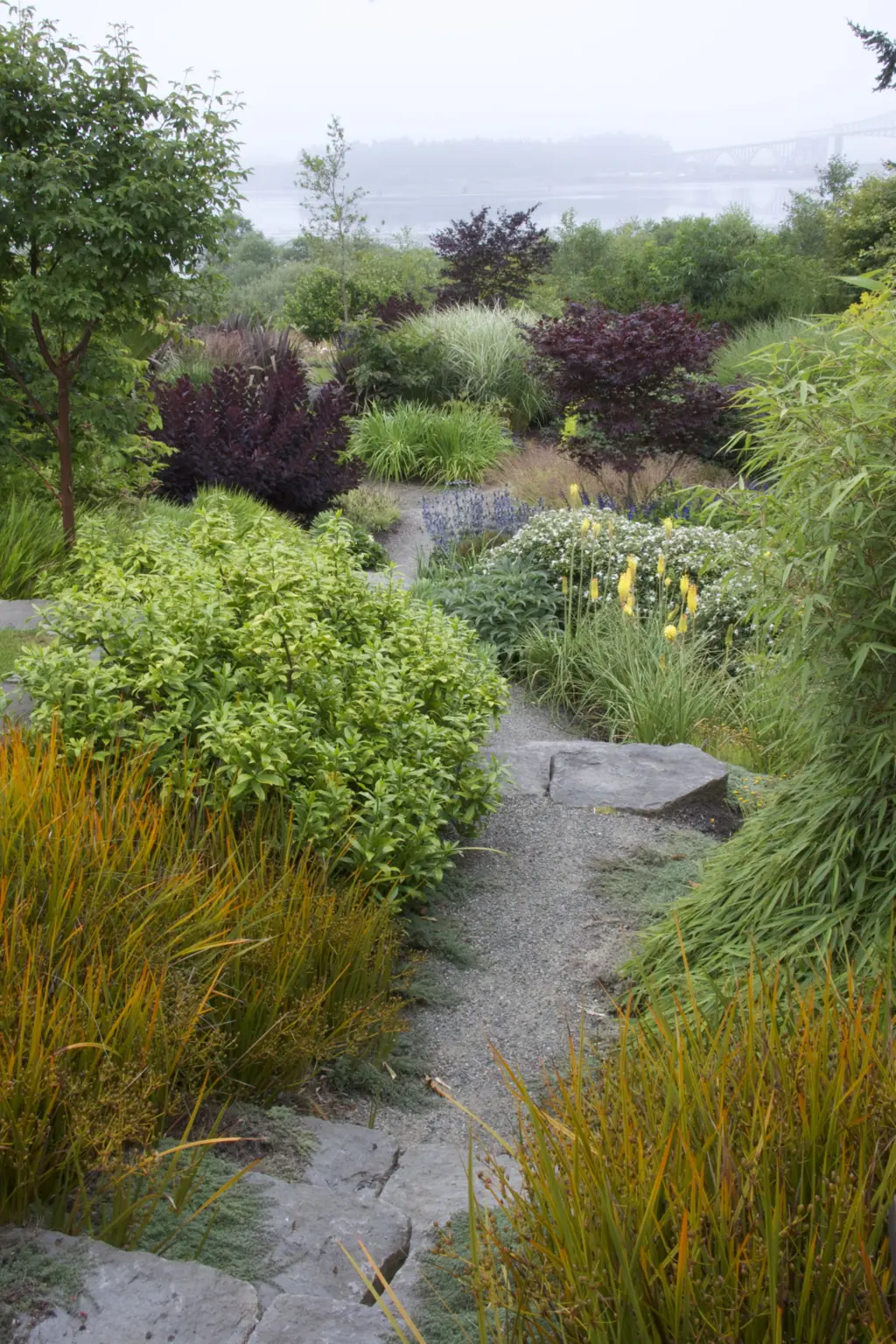 Libertia and Daphne lining a path