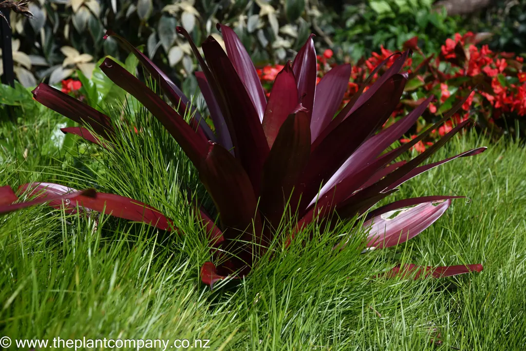 Vriesea and Lomandra