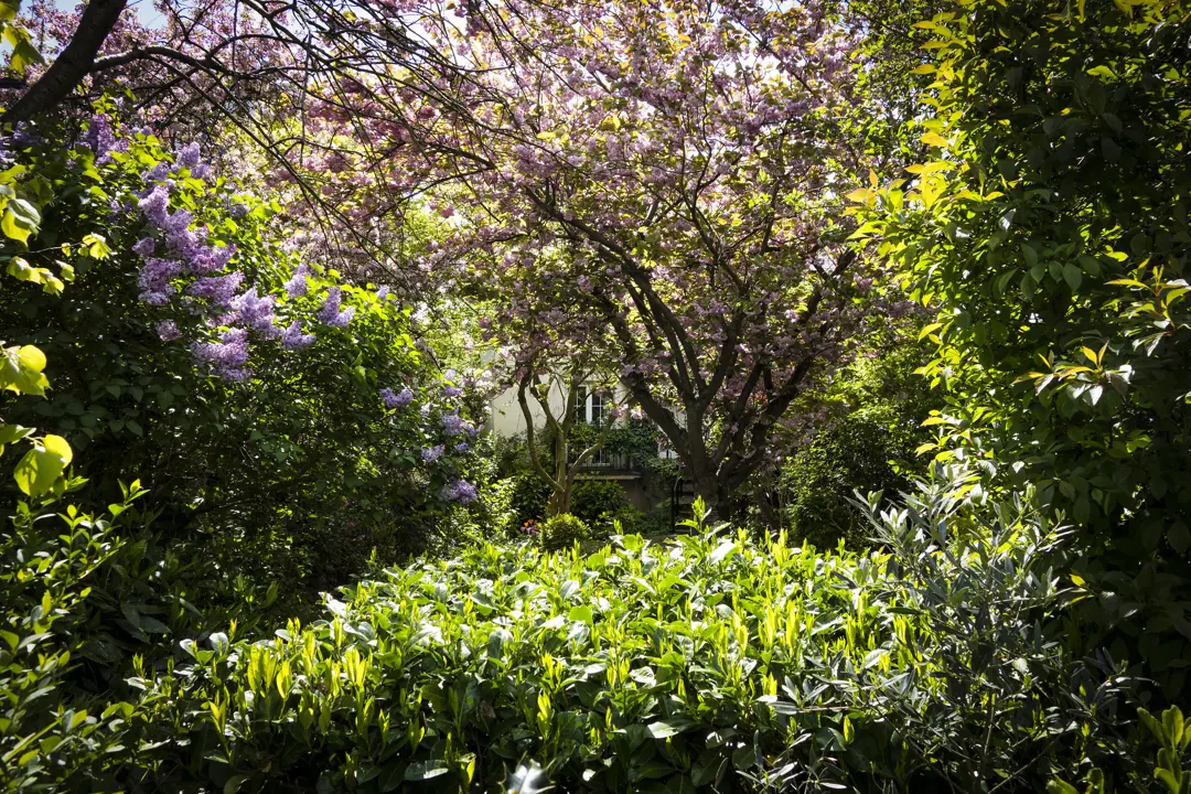 Lush backyard garden