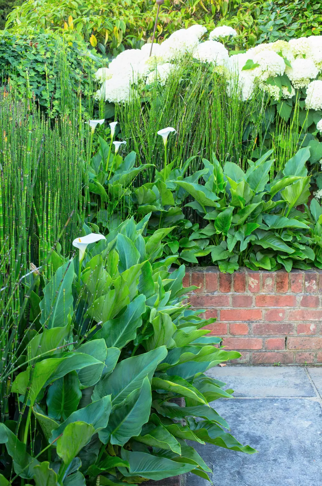 Lush growth in a white garden