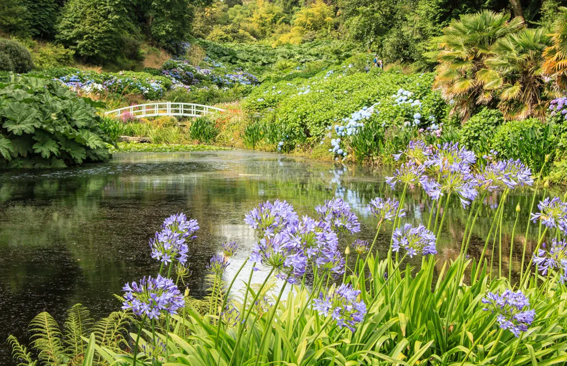 Lush pond planting