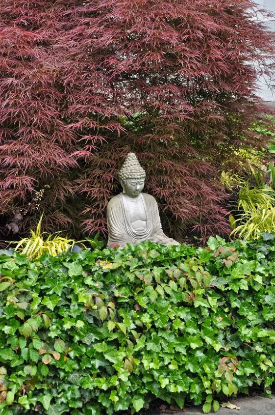 Maples and Ivy in a border