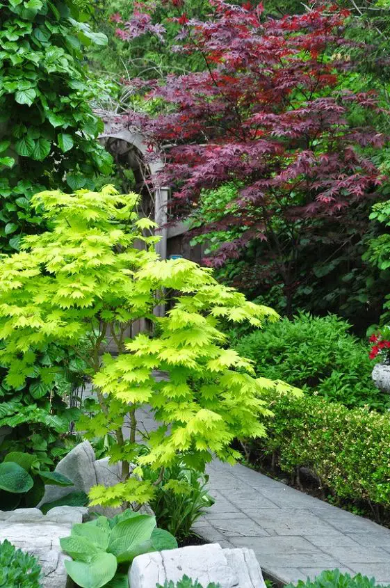 Maples lining a garden path