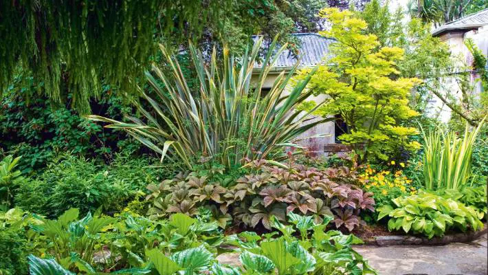 Mixed planting with Rogersia