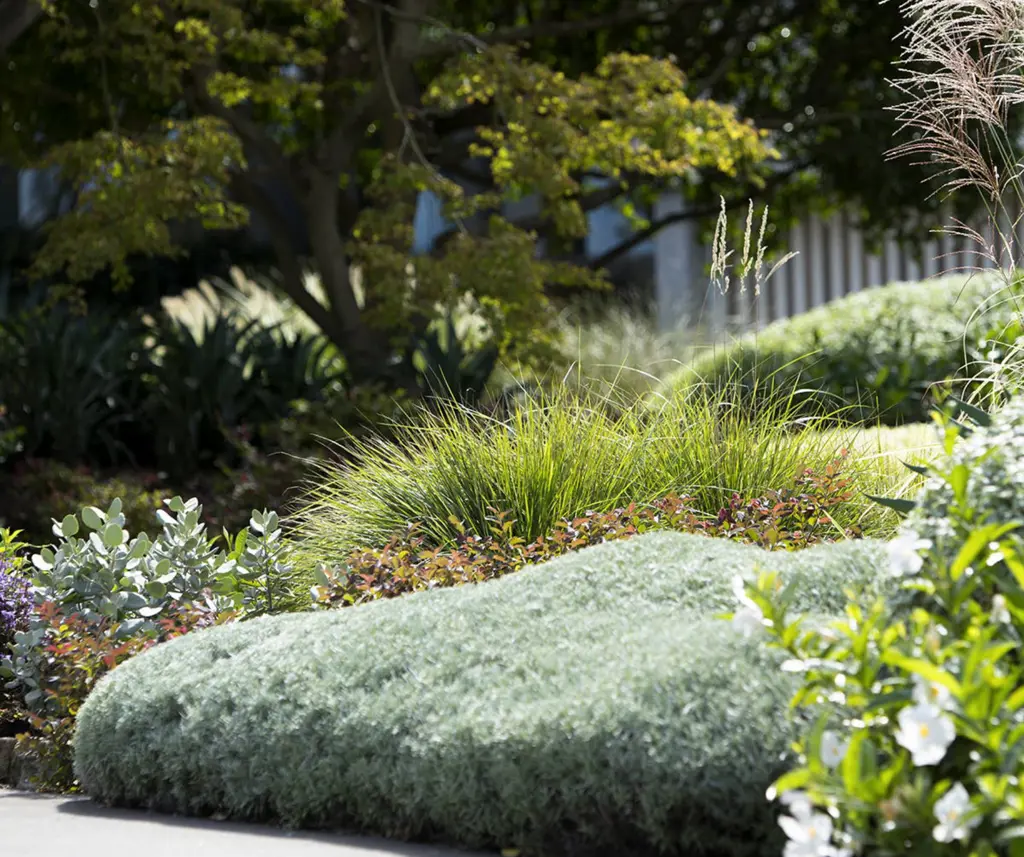 Mixed planting with trimmed Santolina