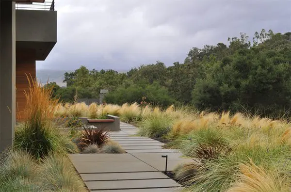 Modern garden with NZ native grasses