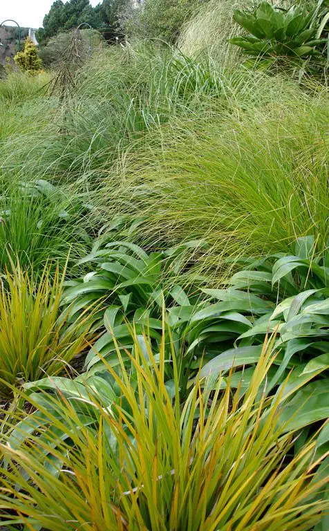 NZ native grasses in a mixed planting