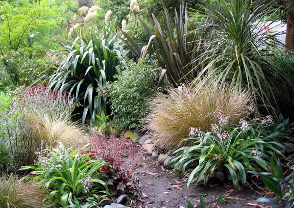 NZ natives bordering a path