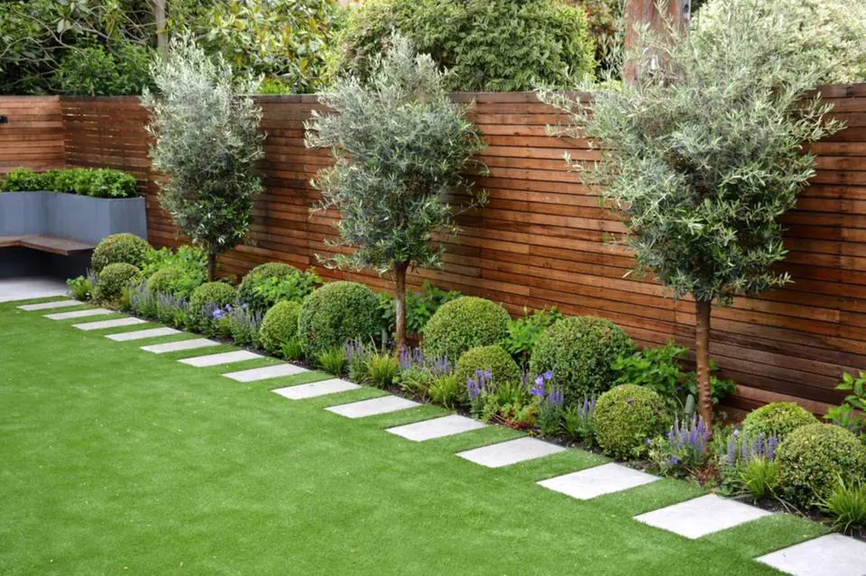 Olive trees and topiary Buxus