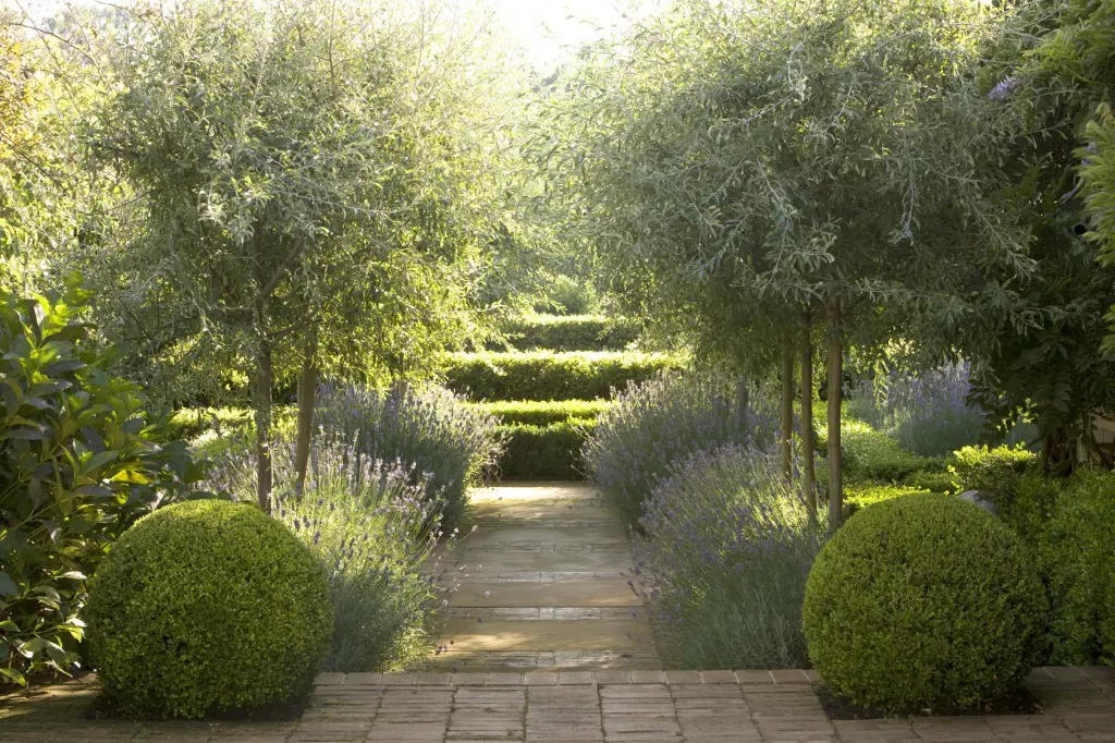 Pyrus, topiary Buxus, and Lavender