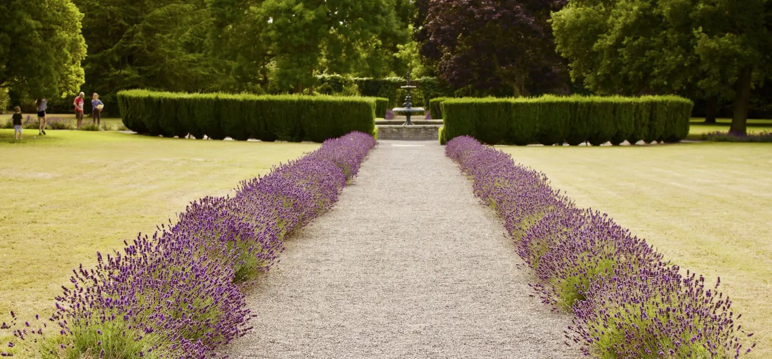 Park with lavender bordering a path