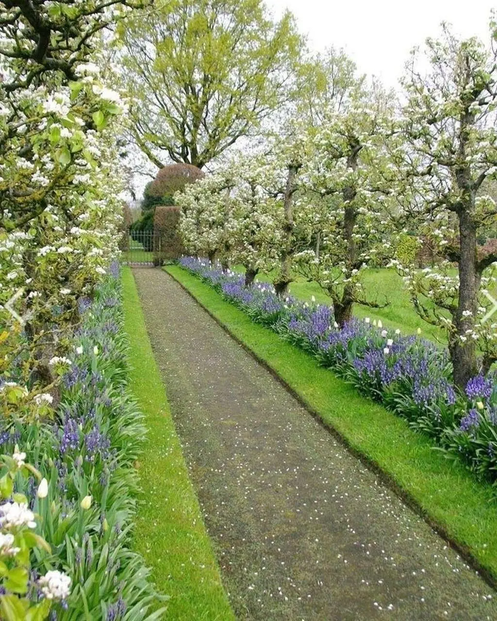 Path lined with flowering pears
