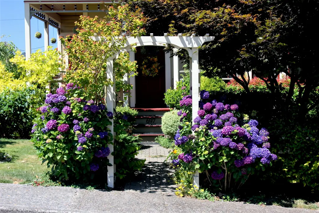 Pergola entrance with Hydrangeas