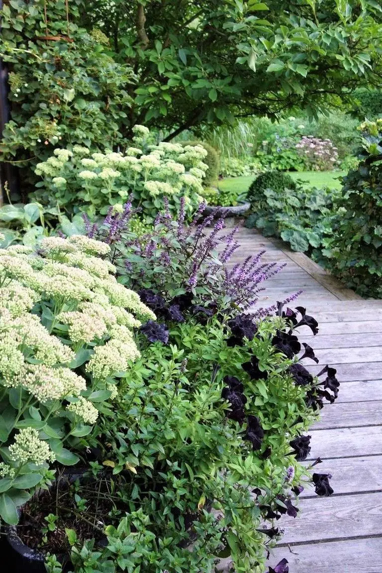 Petunias, Sedum, and Salvia lining a path