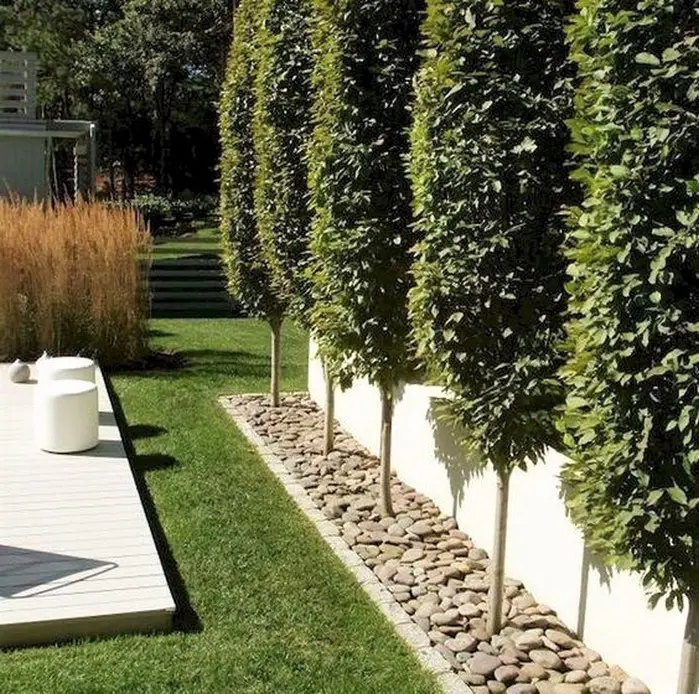 Pleached trees along a boundary