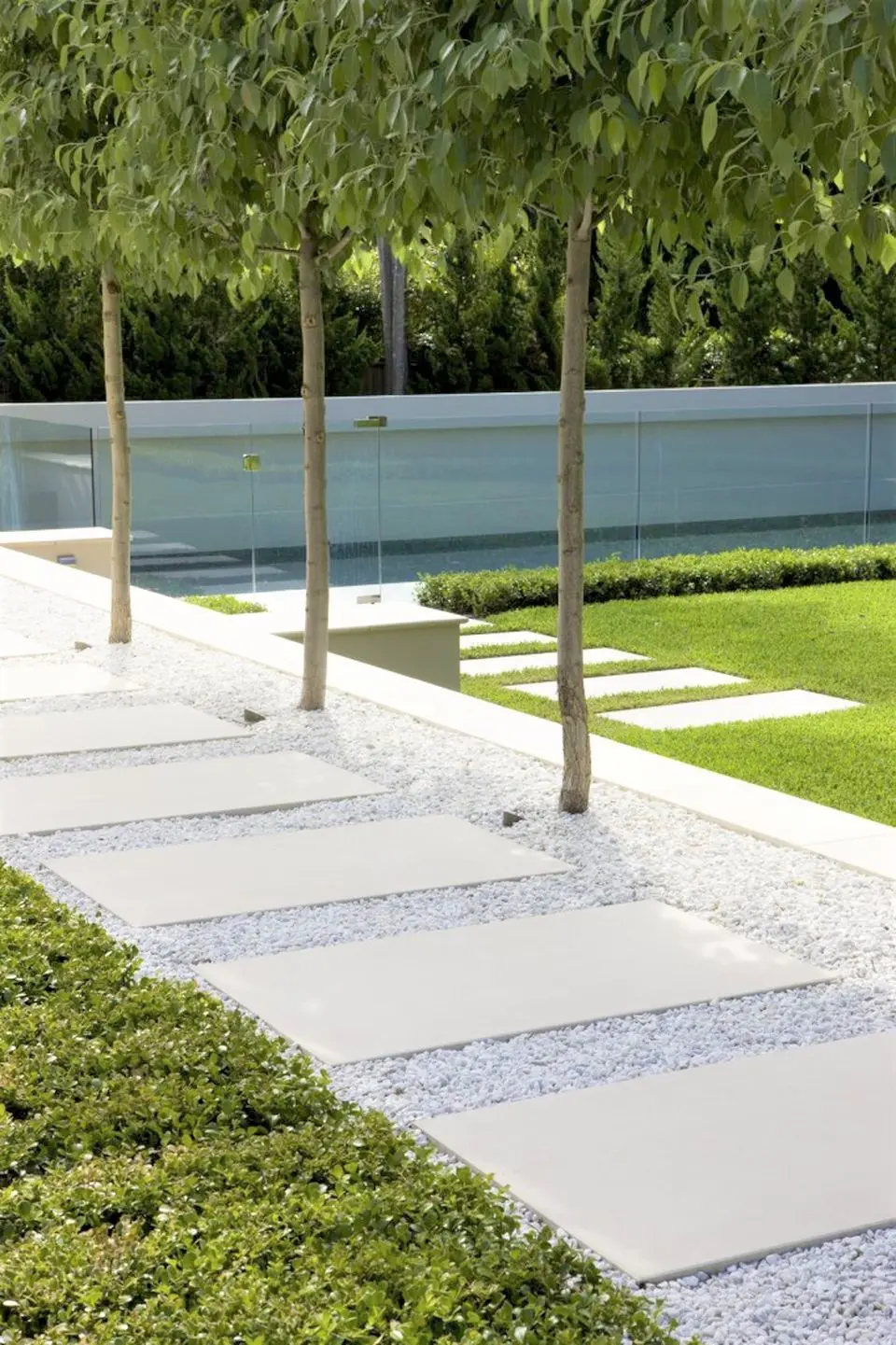 Pleached trees in a modern garden