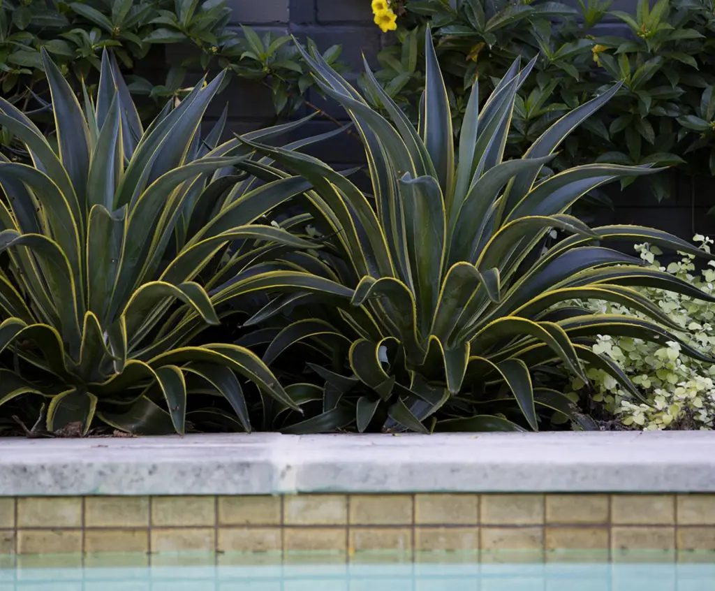 Pool surround garden