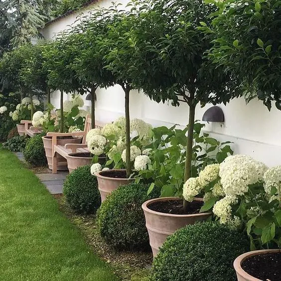 Portuguese Laurels, Buxus, and Hydrangeas