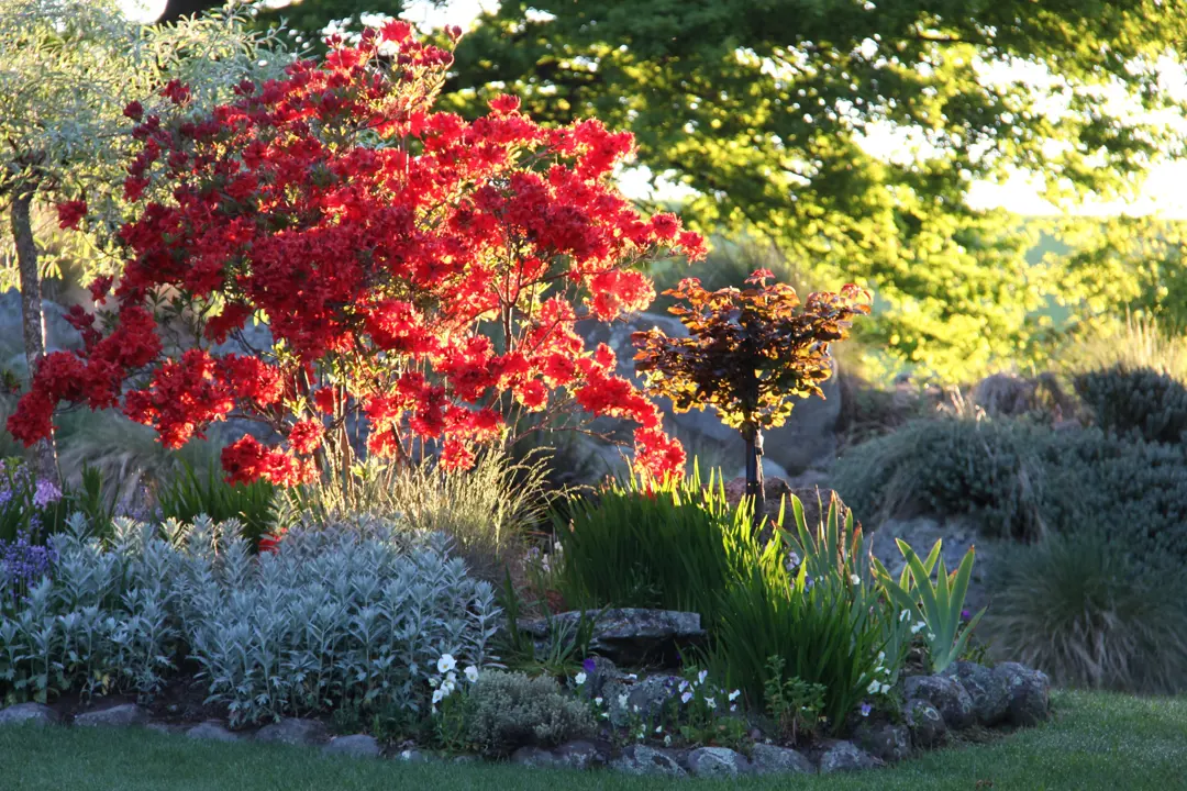 Rhododendrons and roses in a border