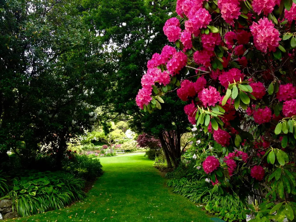 Rhododendron leading to a grand garden