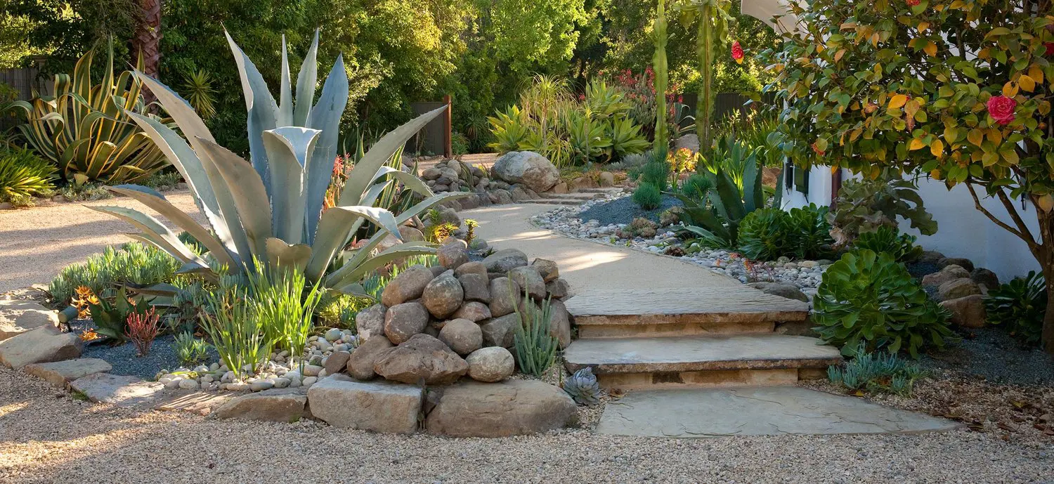 Rock garden featuring Agave species