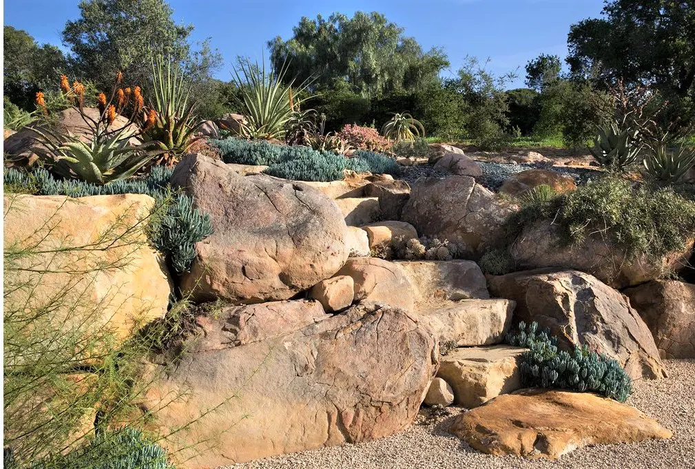 Rock garden with succulents