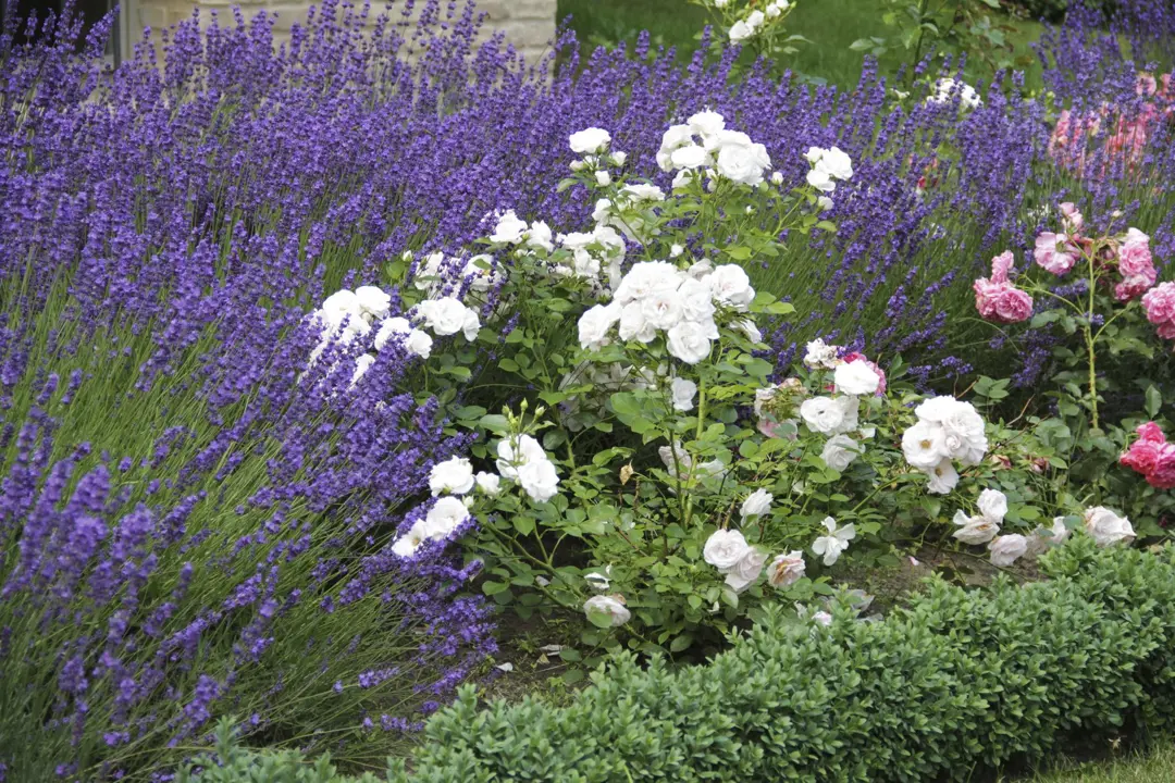 Roses and lavender in the front garden