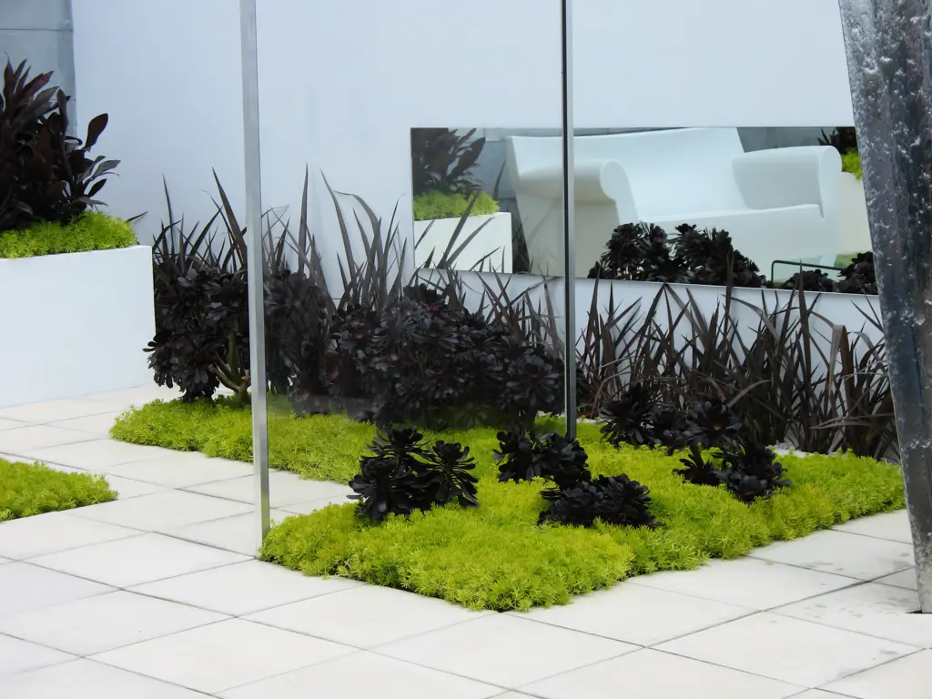 Sedum and flax in a simple, modern garden