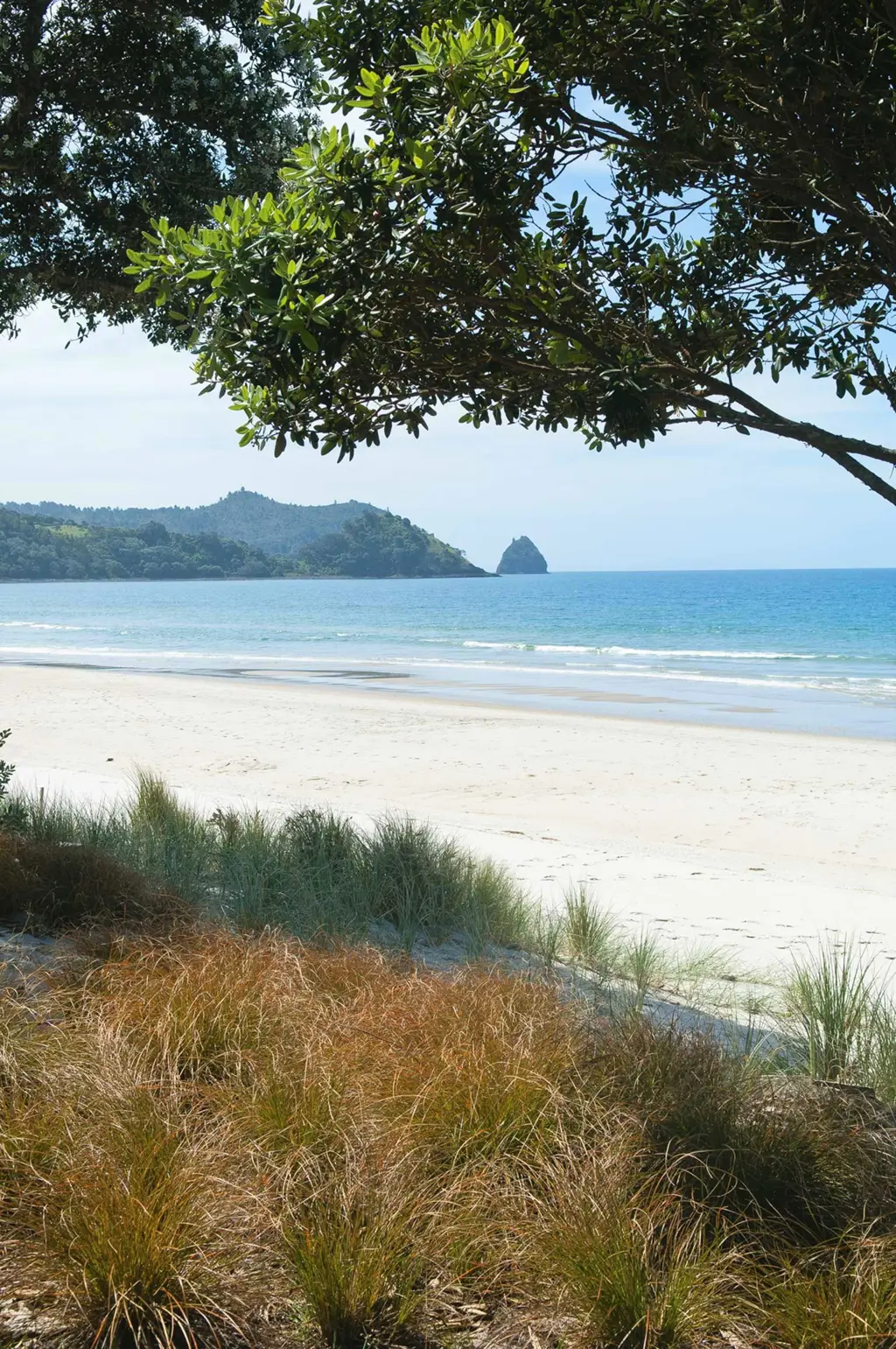 Simple coastal planting