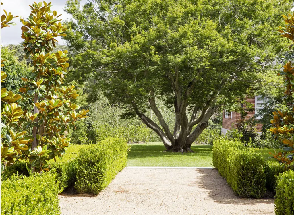 Specimen tree with buxus