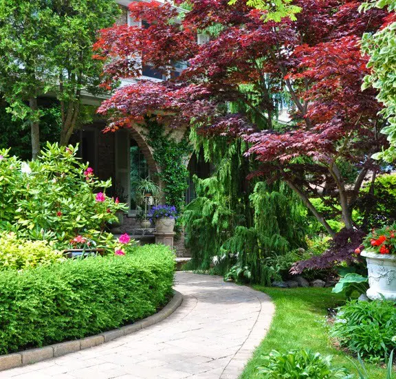 Specimen trees at the entrance