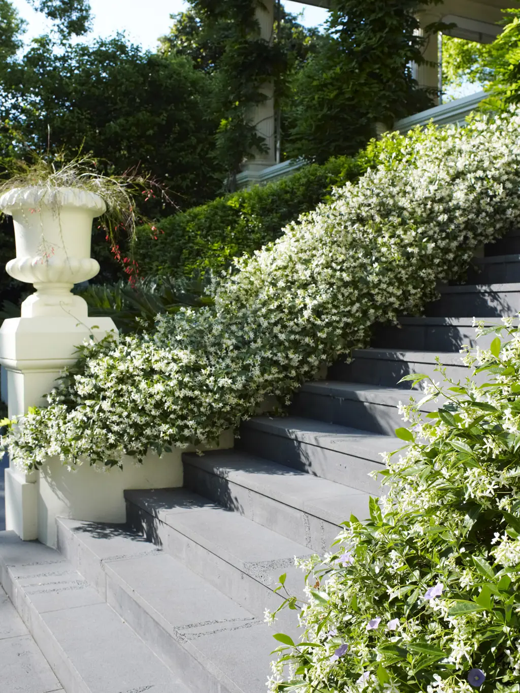 Star Jasmine bordering steps