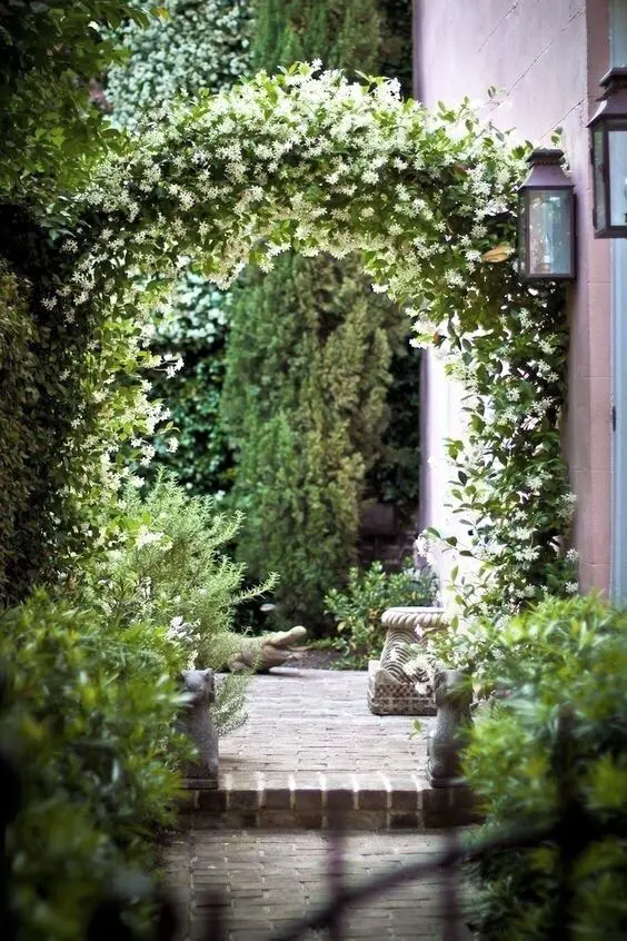 Star Jasmine on a garden arch