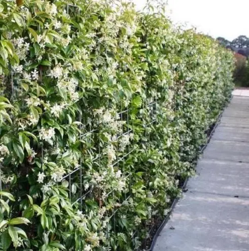 Star Jasmine on a trellis