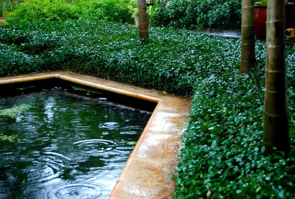 Star Jasmine surrounding a water feature