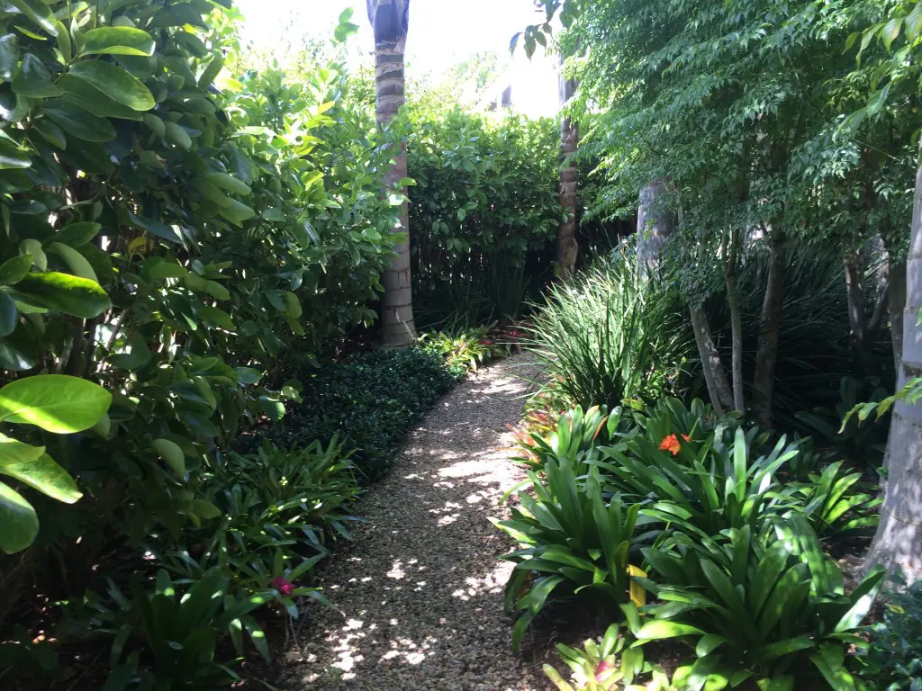 Sub-tropical garden path