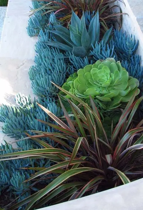 Succulents and a small flax