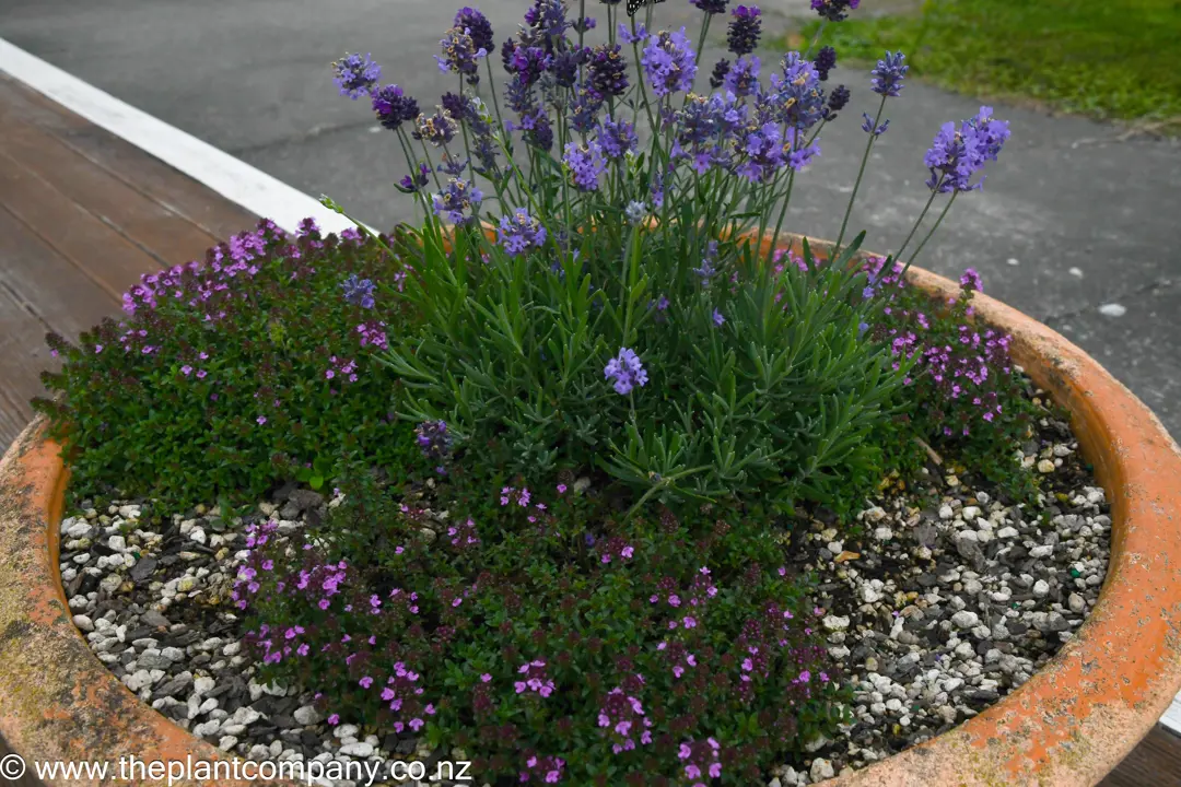 Thyme And Lavender In A Planter