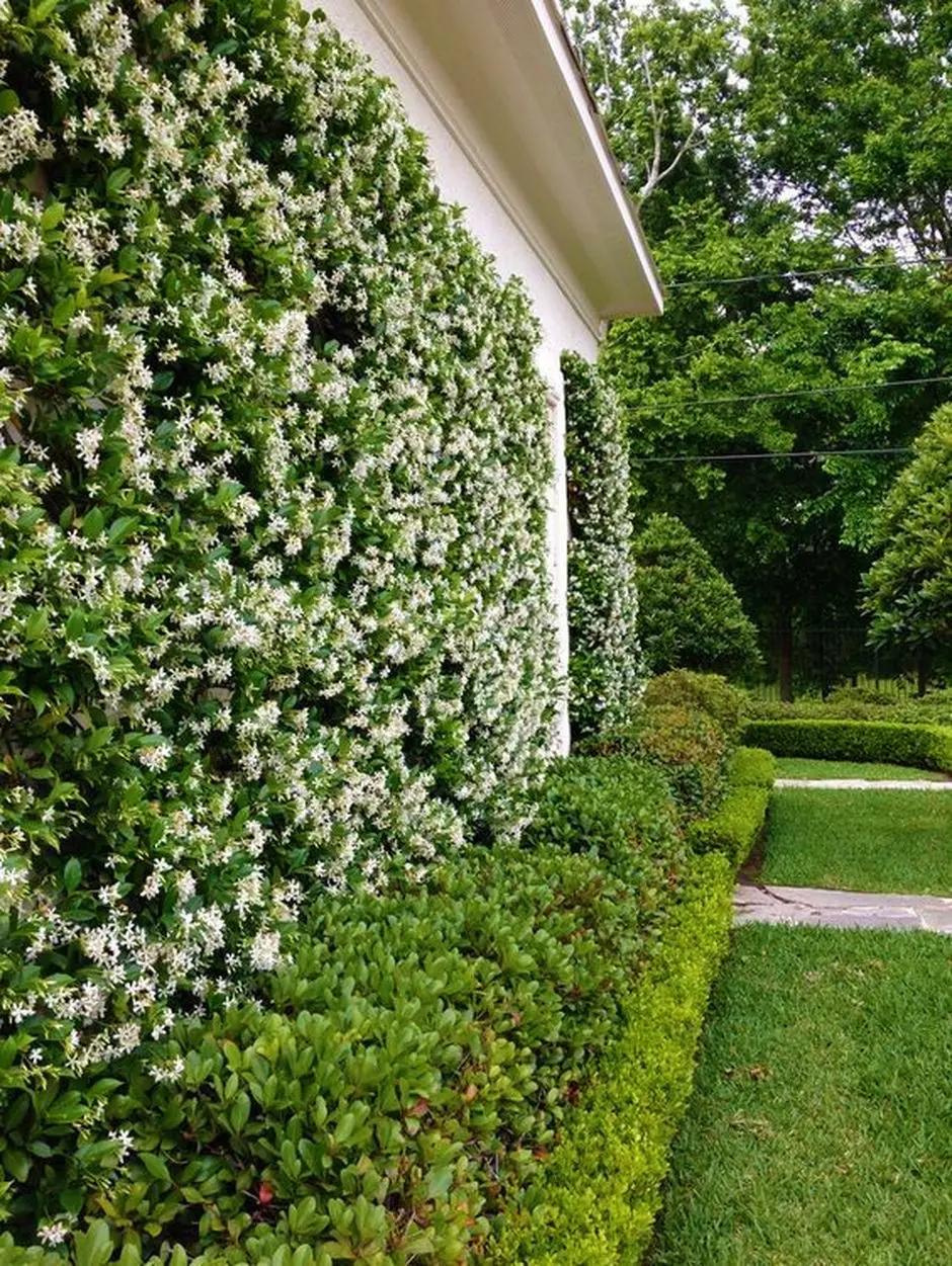 Tiered planting against a wall