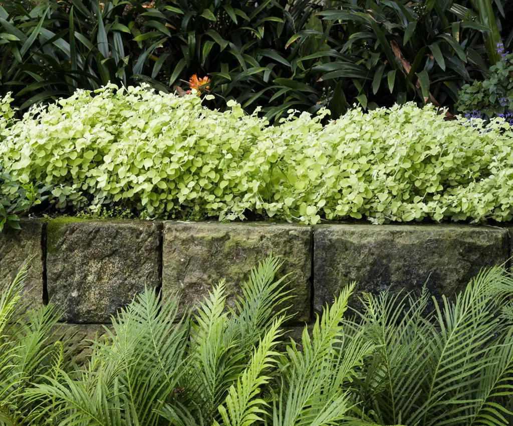 Tiered planting on a bank