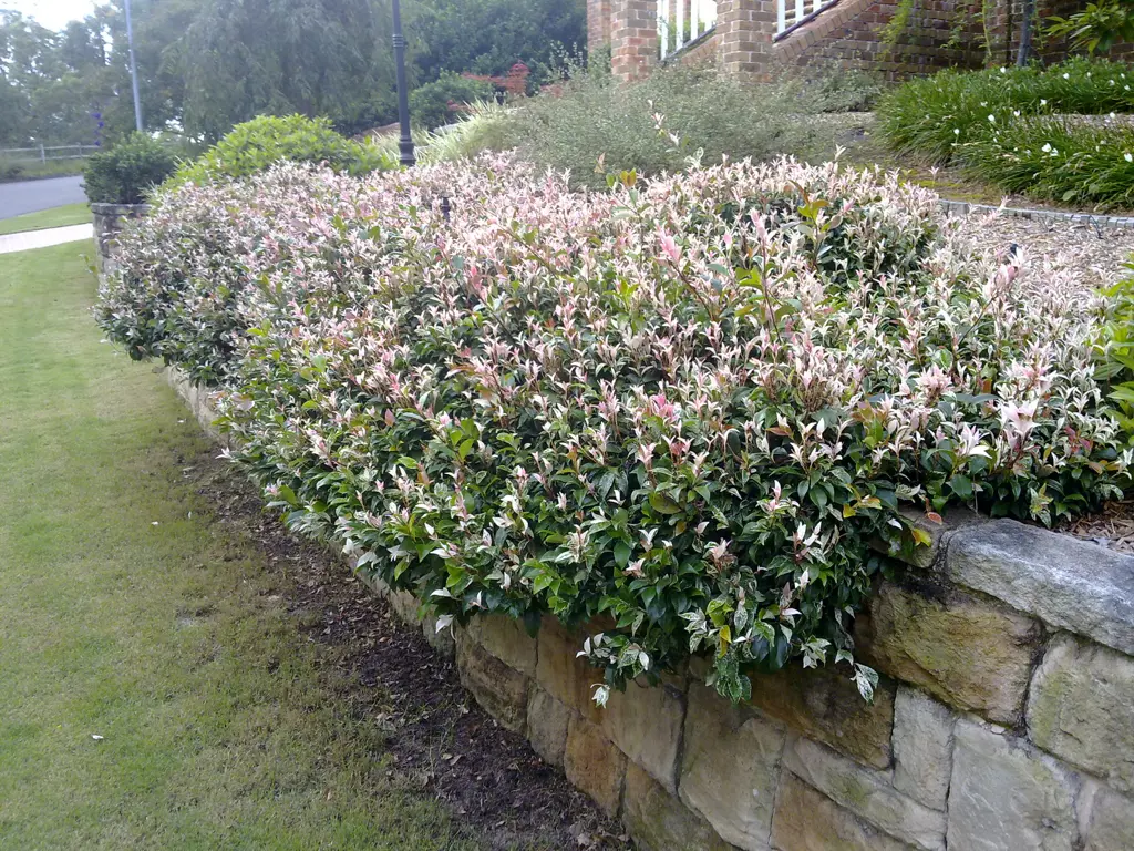 Tri-colour Jasmine spilling over a wall