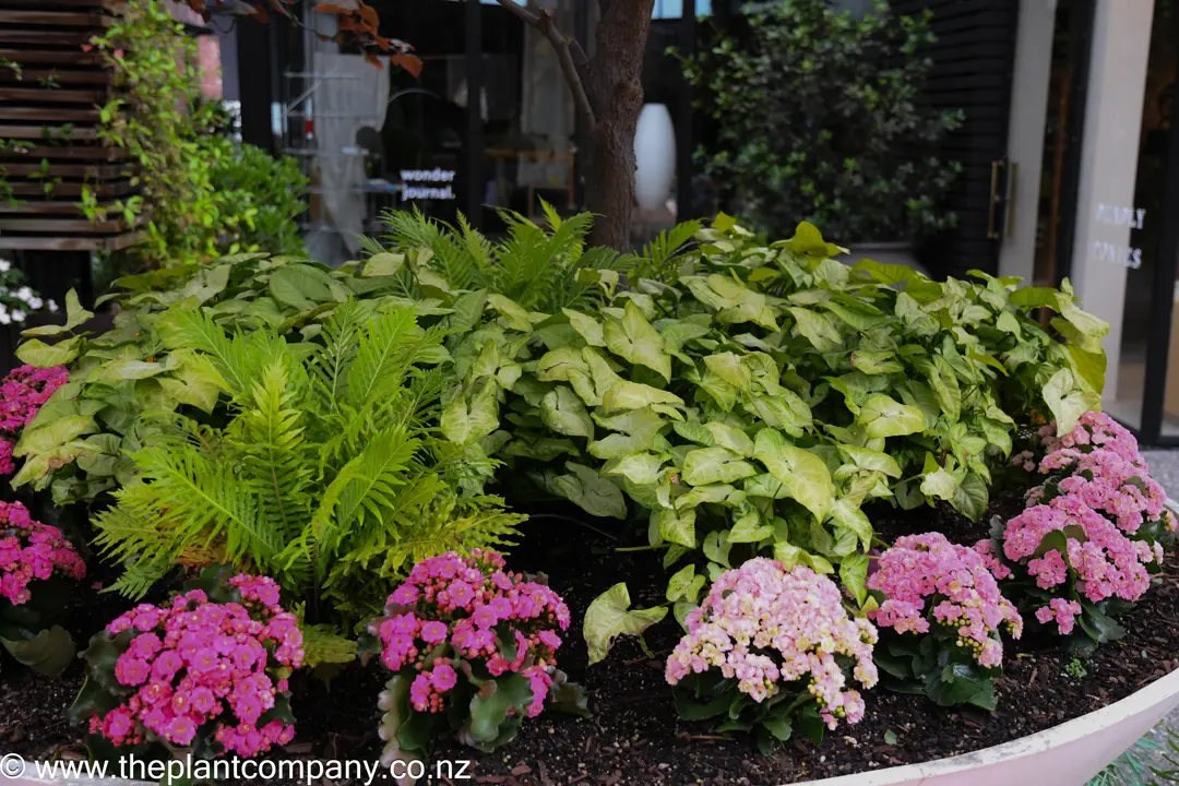 Stunning Courtyard Garden